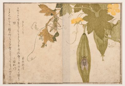 Singing cricket on cicada, 1788 by Kitagawa Utamaro